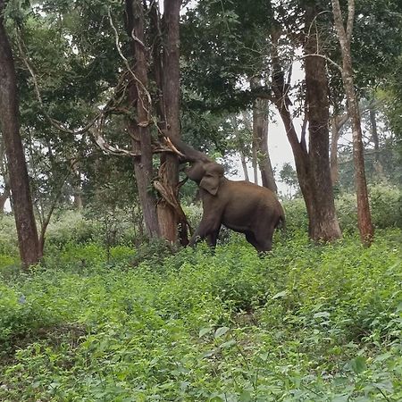 Kuruva Shoreline Wayanad Chegāt Exterior foto