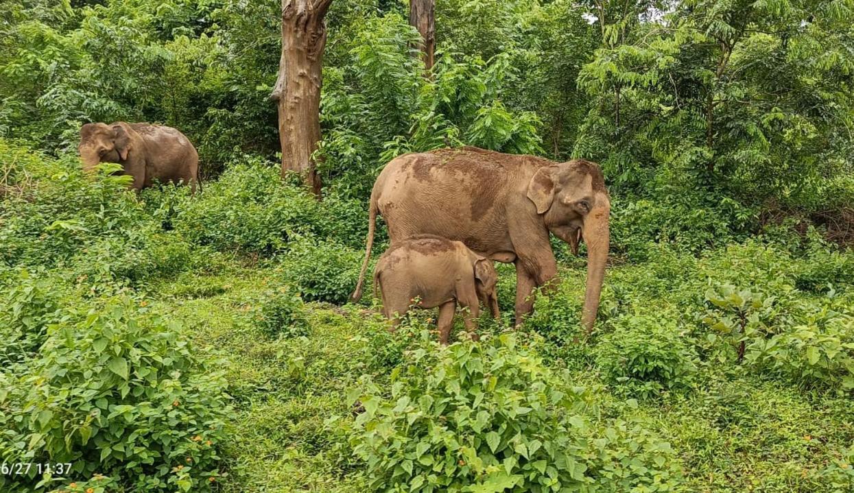 Kuruva Shoreline Wayanad Chegāt Exterior foto