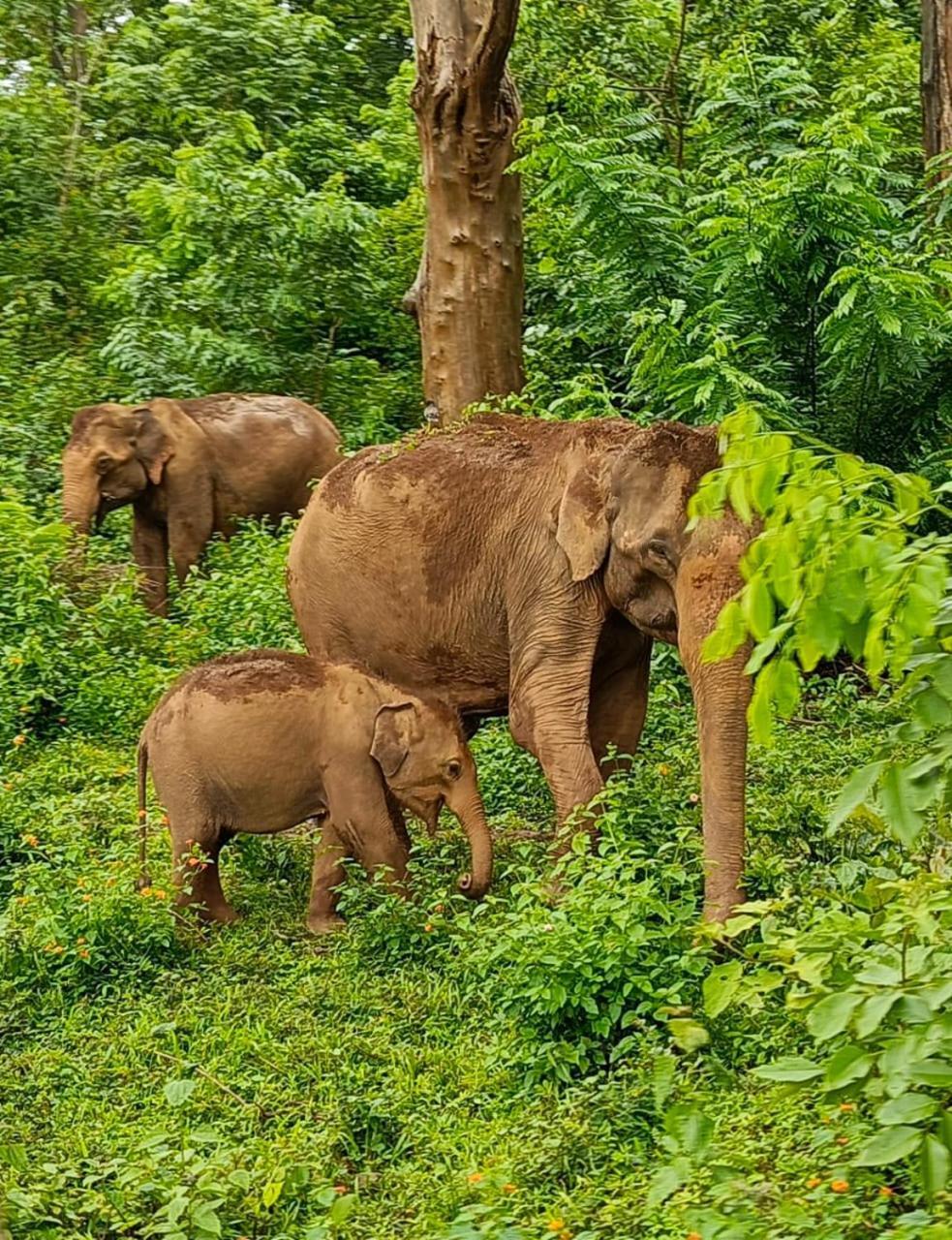 Kuruva Shoreline Wayanad Chegāt Exterior foto